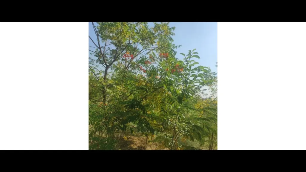 Exploring the Natural Treasure: An Ecological Assessment of Hathijan Biodiversity Park, Gujarat | Drishti Foundation Trust WhatsApp Image 2023 12 08 at 4.46.23 PM jpeg